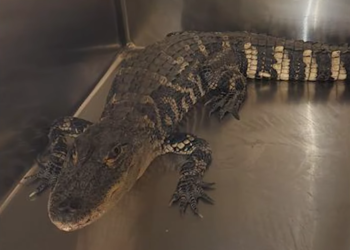 Caimán es capturado en el jardín de una mujer de Illinois