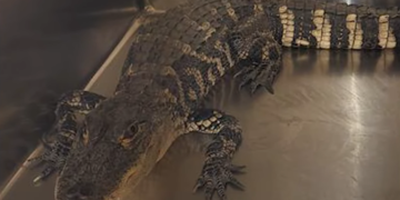 Caimán es capturado en el jardín de una mujer de Illinois