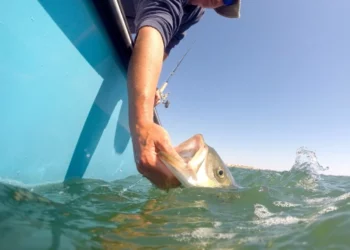 RI y Massachusetts aprueban normas de emergencia para la lubina rayada