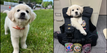 Una K-9 confortable se une al Departamento de Policía de Taunton