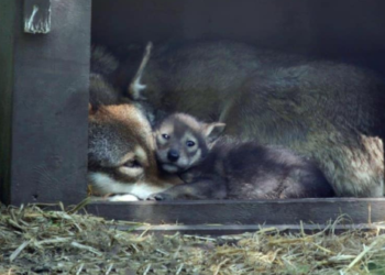 Nacen 2 cachorros de lobo rojo en el zoológico Roger Williams Park