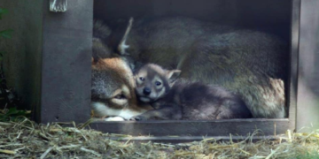 Nacen 2 cachorros de lobo rojo en el zoológico Roger Williams Park