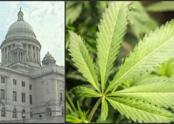 Tras un largo retraso, McKee nombra a los miembros de la Comisión de Control del Cannabis de R.I.