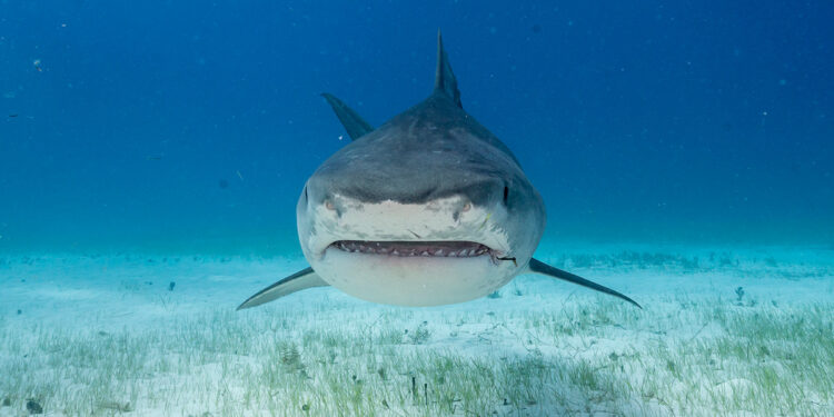 Tiburón ataca a un hombre de Florida mientras pescaba