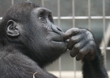 La emotiva reacción de un mono al ver por primera vez el cielo tras vivir todo el tiempo en cautiverio