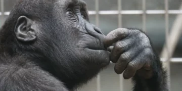 La emotiva reacción de un mono al ver por primera vez el cielo tras vivir todo el tiempo en cautiverio
