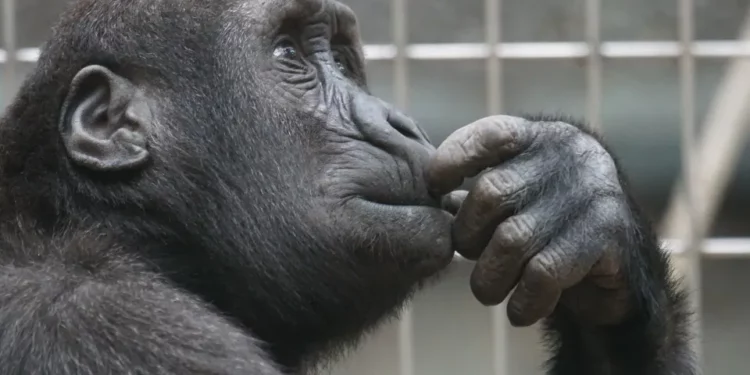 La emotiva reacción de un mono al ver por primera vez el cielo tras vivir todo el tiempo en cautiverio
