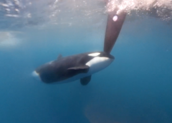 Las orcas interrumpen una regata cerca de España en una nueva muestra de comportamiento peligroso y desconcertante