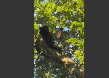 Un oso negro trepa a un árbol en el patio trasero de Pawtucket