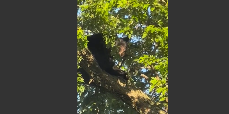Un oso negro trepa a un árbol en el patio trasero de Pawtucket