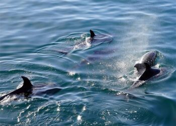 Conmovedor rescate de delfines: dúo atrapado durante dos años es liberado en el Golfo de México