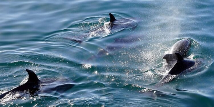 Conmovedor rescate de delfines: dúo atrapado durante dos años es liberado en el Golfo de México