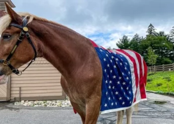 Fallece el Clydesdale de la policía de Providence