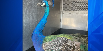 Encuentran un pavo real en New Bedford