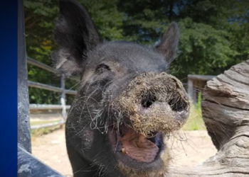 El zoo de Buttonwood Park llora la pérdida de una cerdita de Guinea