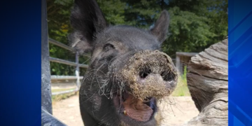 El zoo de Buttonwood Park llora la pérdida de una cerdita de Guinea