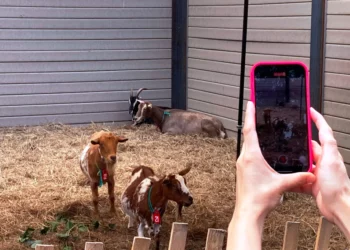 Nueva York usa tres cabras para retirar la maleza de parques en malas condiciones de la ciudad
