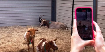 Nueva York usa tres cabras para retirar la maleza de parques en malas condiciones de la ciudad