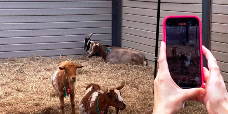 Nueva York usa tres cabras para retirar la maleza de parques en malas condiciones de la ciudad