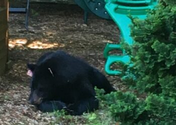 Un oso deambula por Westport