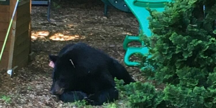 Un oso deambula por Westport