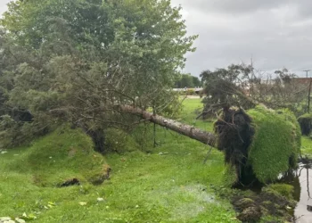 Tormentas en Michigan con vientos de 75 mph derriban árboles y líneas eléctricas, cinco personas mueren