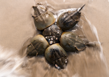 Se interrumpe la recolección de cangrejos herradura, necesarios para la sangre azul, durante la época de desove en el refugio nacional