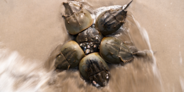 Se interrumpe la recolección de cangrejos herradura, necesarios para la sangre azul, durante la época de desove en el refugio nacional