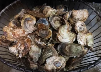 Dos muertes en Connecticut relacionadas con una bacteria hallada en marisco crudo