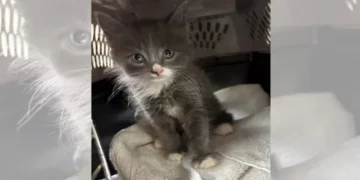 El gato está fuera de la bolsa: Un gatito aparece en un coche robado en Connecticut