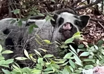 Un cerdo escapa de su nuevo hogar y sigue huyendo en Burrillville