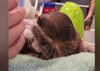 Nace un bebé perezoso en el zoo Roger Williams Park