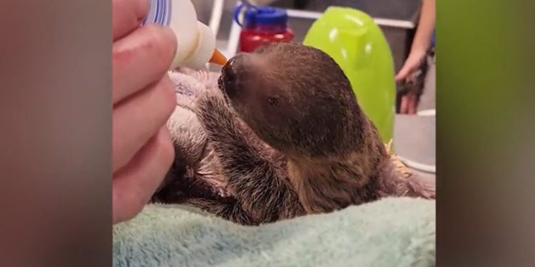 Nace un bebé perezoso en el zoo Roger Williams Park