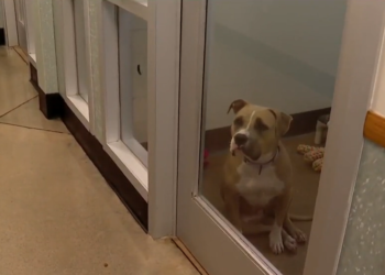 ¿Por qué están llenos casi todos los refugios de animales?