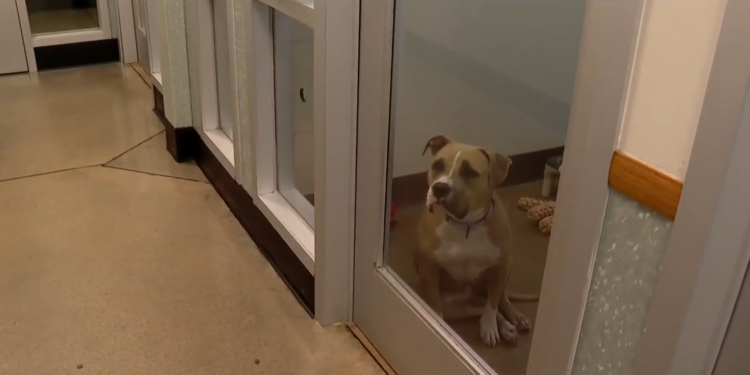 ¿Por qué están llenos casi todos los refugios de animales?