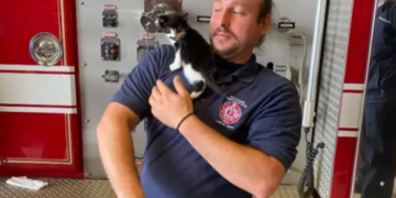 Los bomberos de Raynham rescatan a un gatito atascado en una alcantarilla