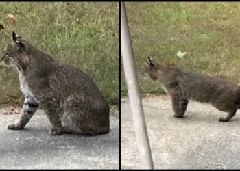 Gatos monteses avistados en los barrios de Warwick y Coventry