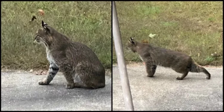 Gatos monteses avistados en los barrios de Warwick y Coventry